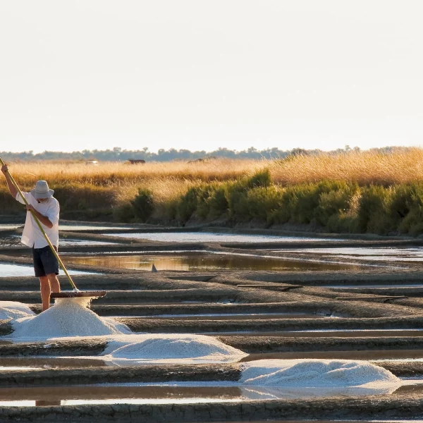 Saunier récoltant du sel dans marais salants
