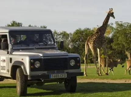 Véhicule safari près d’une girafe en savane