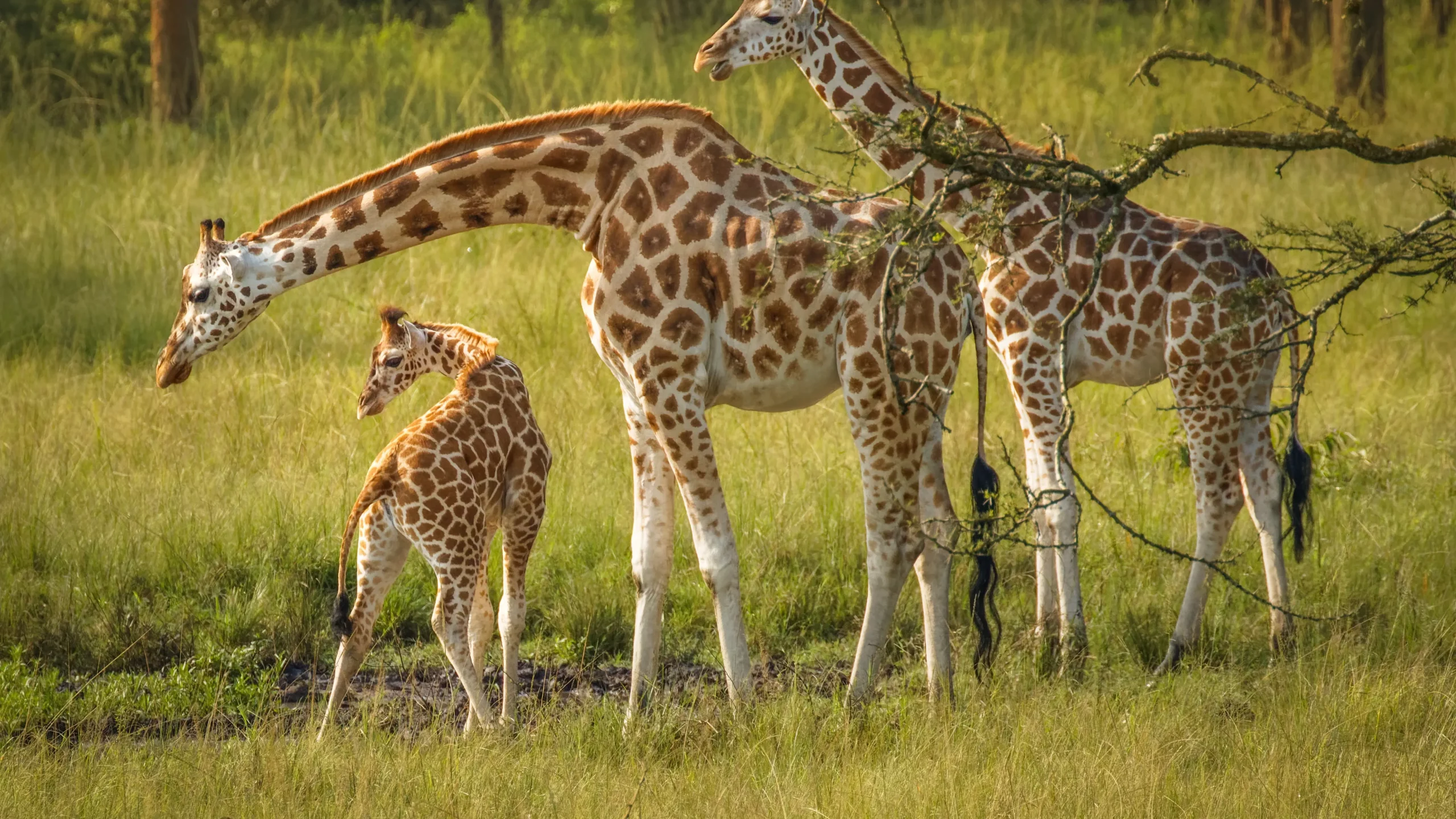 Trois girafes dont un girafon dans la savane