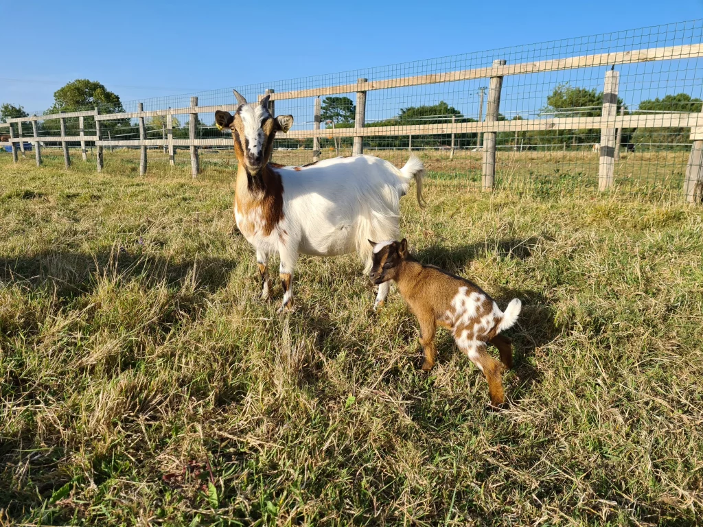 Chèvre et chevreau dans un pré clôturé