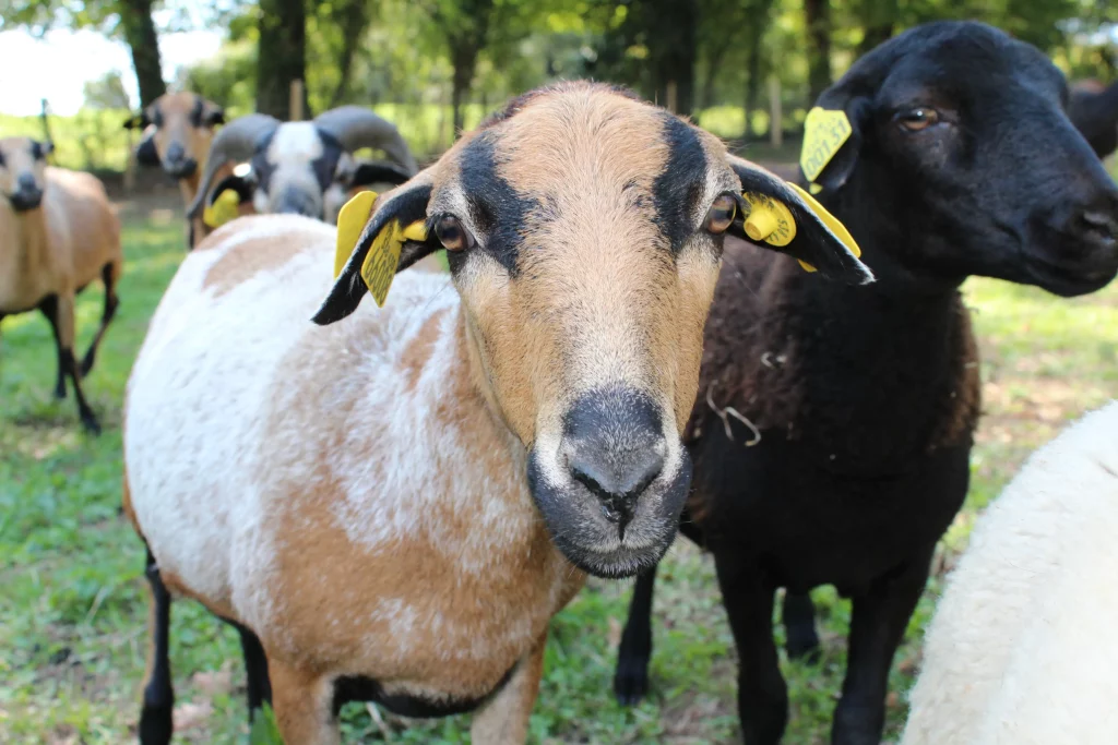 Moutons avec boucles jaunes dans un pâturage verdoyant