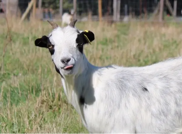 Chèvre blanche dans un champ, langue sortie