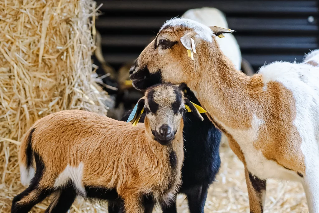 Brebis et agneau dans une grange