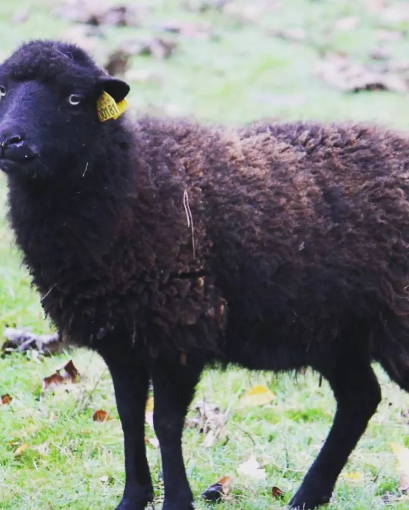 Mouton noir avec boucle jaune dans pré